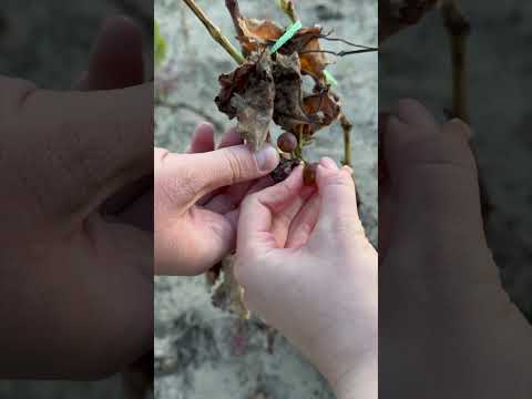 Visiting Oszkar Maurer winery